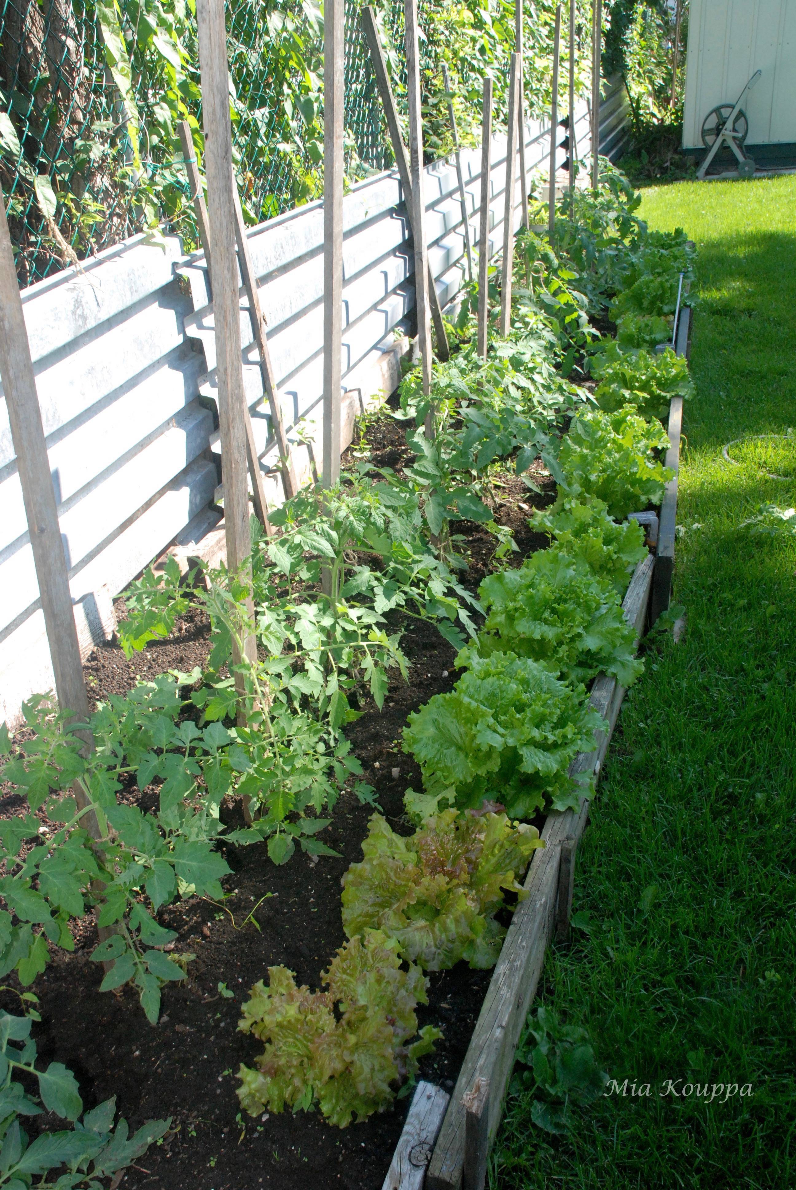 Fresh garden lettuce